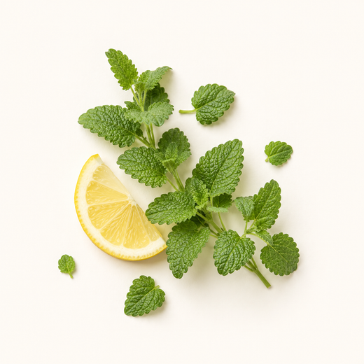 Lemon Balm Extract