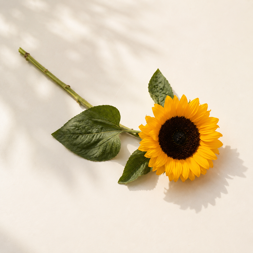 Vitamin D3